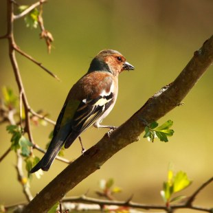 Buchfink auf einem Ast mit Insekten im Schnabel, er schaut nach rechts | © Lukas Sobotta