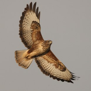 Mäusebussard im Flug von unten aufgenommen | © Zdenek Tunka