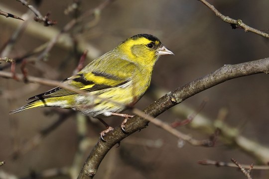 Erlenzeisig auf einem Ast | © Carl-Peter Herbolzheimer