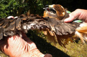 Am Flügel verstümmelte Wiesenweihe | © Edgar Hoh