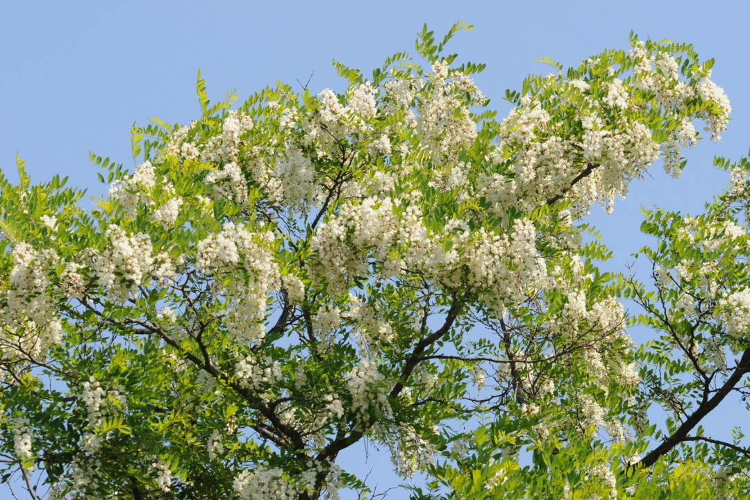 Robinie mit Blüten | © Helga u. Hubertus Zinnecker