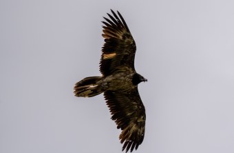 Dagmar im Flug in der Schweiz | © Paola Dovi Fenini