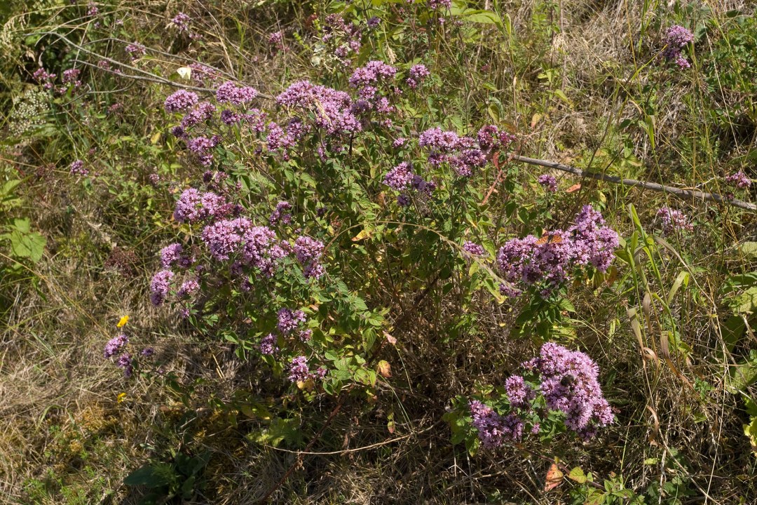 Echter Dost Oregano Origanum vulgare kann ein Teil eines sogenannten Würzbüschels sein | © Oliver Wittig