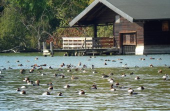 Ansammlung von Enten und Gänsen auf einem See | © Werner Borok