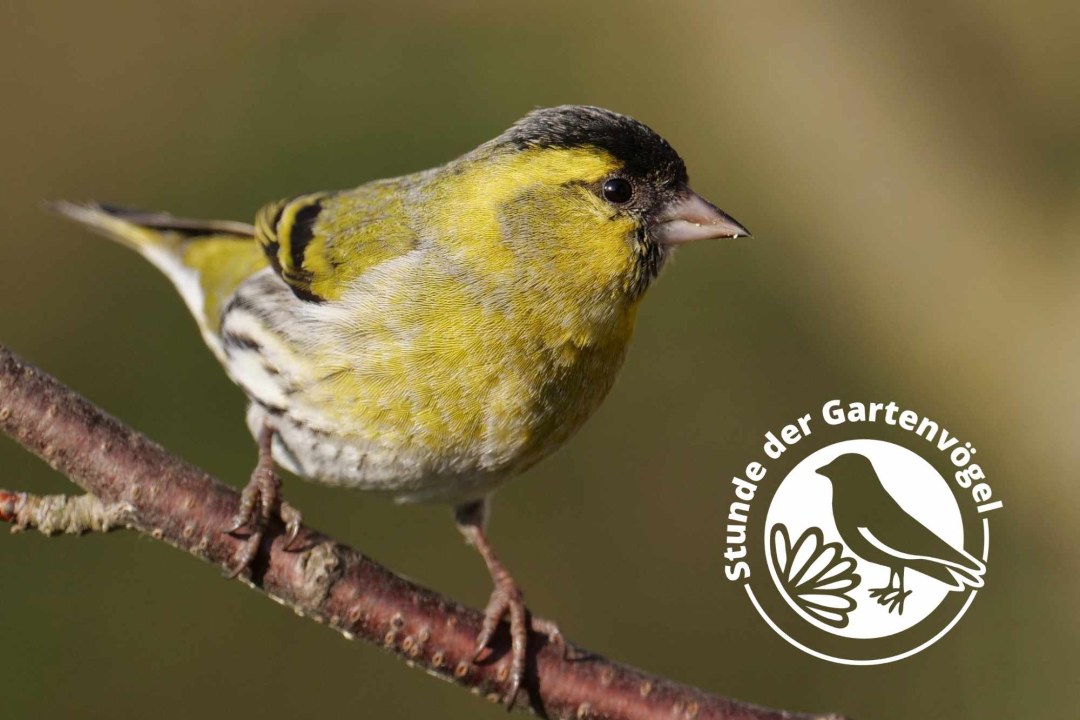 Erlenzeisig mit Logo von Stunde der Gartenvögel | © Michael Schiebelsberger