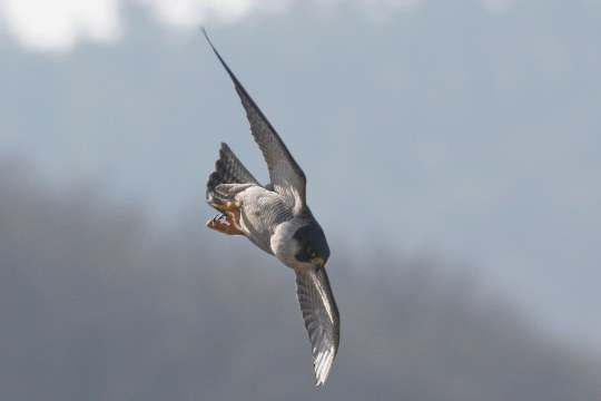 Wanderfalke am Himmel auf der Jagd | © Zdenek Tunka