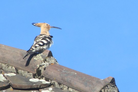 Wiedehopf auf Dach | © F. und M. Brenzinger