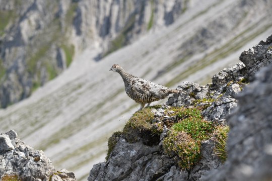 Alpenschneehuhn | © Dr. Olaf Broders