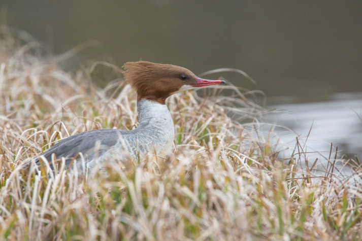Gänsesäger | © Ralph Sturm