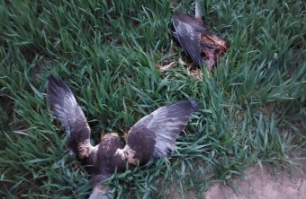 Vergiftete Rohrweihen | © Herr Jungenheimer