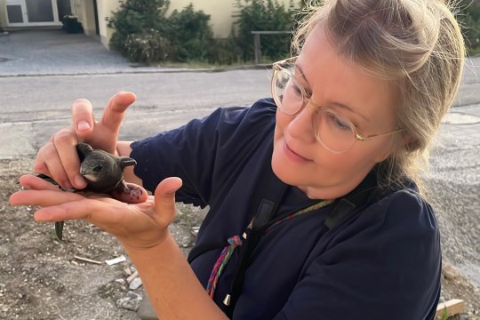 Bergung eines jungen Mauerseglers durch Bettina Schröfl | © LBV Straubing-Bogen