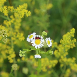 Ein rot-schwarz gestreifter Gemeiner Bienenkäfer sitzt auf einer Blüte des Berufkraut | © Carola Bria