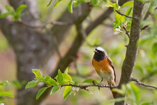 Gartenrotschwanz auf einem Ast | © Marcus Bosch