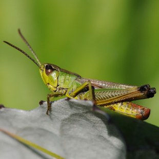 Gemeiner Grashüpfer (Chorthippus parallelus)  | ©  Dr. Eberhard Pfeuffer