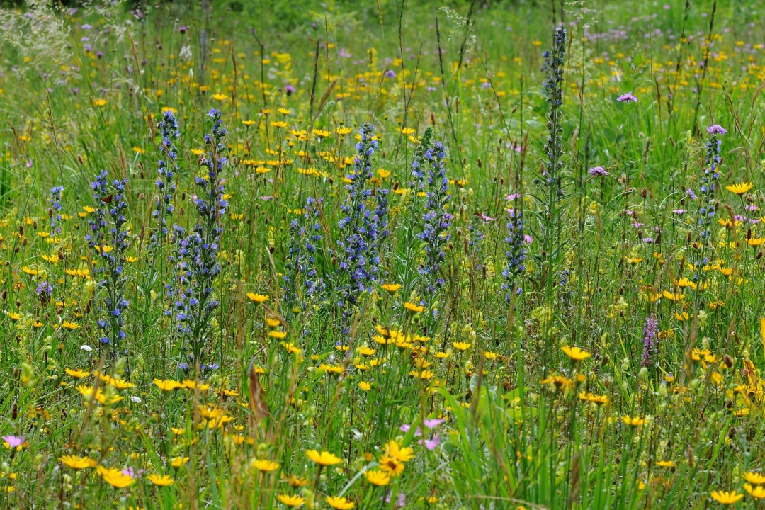 Gewoehlicher_Natternkopf |© Dr. Eberhard Pfeuffer