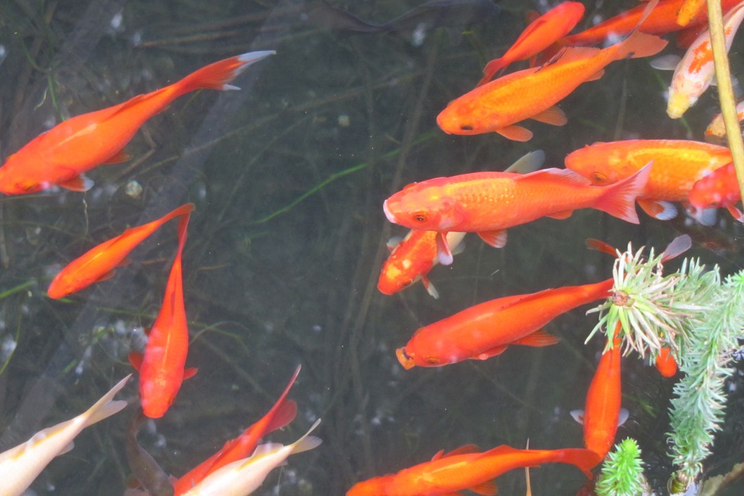 Goldfische im Teich | © Birgit Helbig
