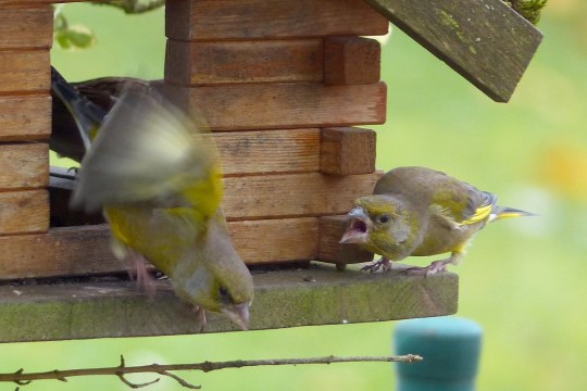 Grünfinken | © Marion Sihr
