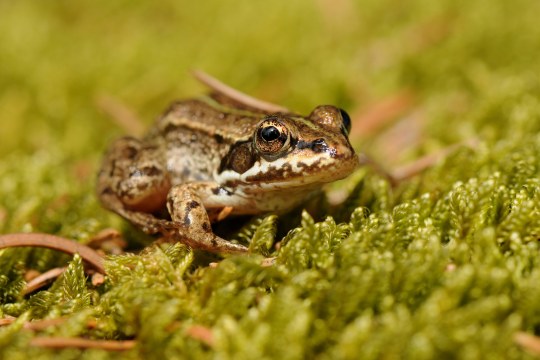Grasfrosch auf Moos | © Dr. Eberhard Pfeuffer