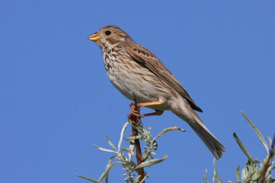 Grauammer auf sitzt auf einem Zweig |©Zdenek Tunka