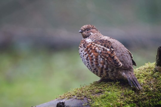 Haselhuhn sitzt auf einem alten Baumstamm | © Marcus Bosch