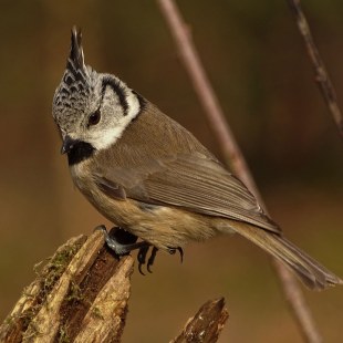 Haubenmeise | © Robert Hirmer