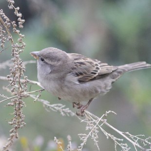 Haussperling-Weibchen auf einem dünnen Ast | © Sabine Meyer