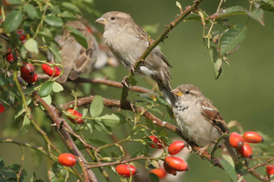 Zwei Haussperlinge sitzen in einer Beerenhecke | © Dieter Hopf