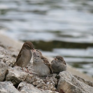 Haussperling füttert Jungvögel | © L. Gulotta