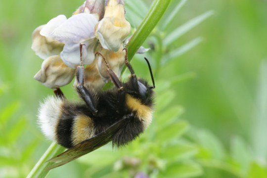 Eine Helle Erdhummel sammelt Nektar von Wicken | © Tarja Richter