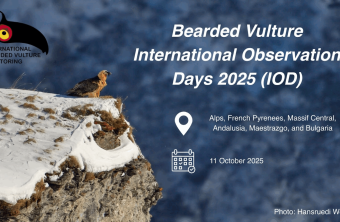 Ein Bartgeier sitzt auf einem verschneiten Felsen, beworben für die International Observation Days 2025.