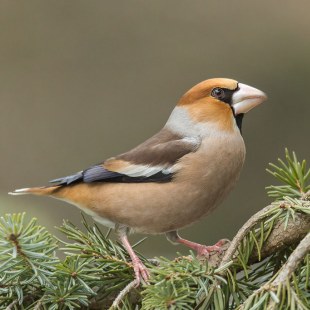 Kernbeißer auf einer Tanne | © Hubert Born