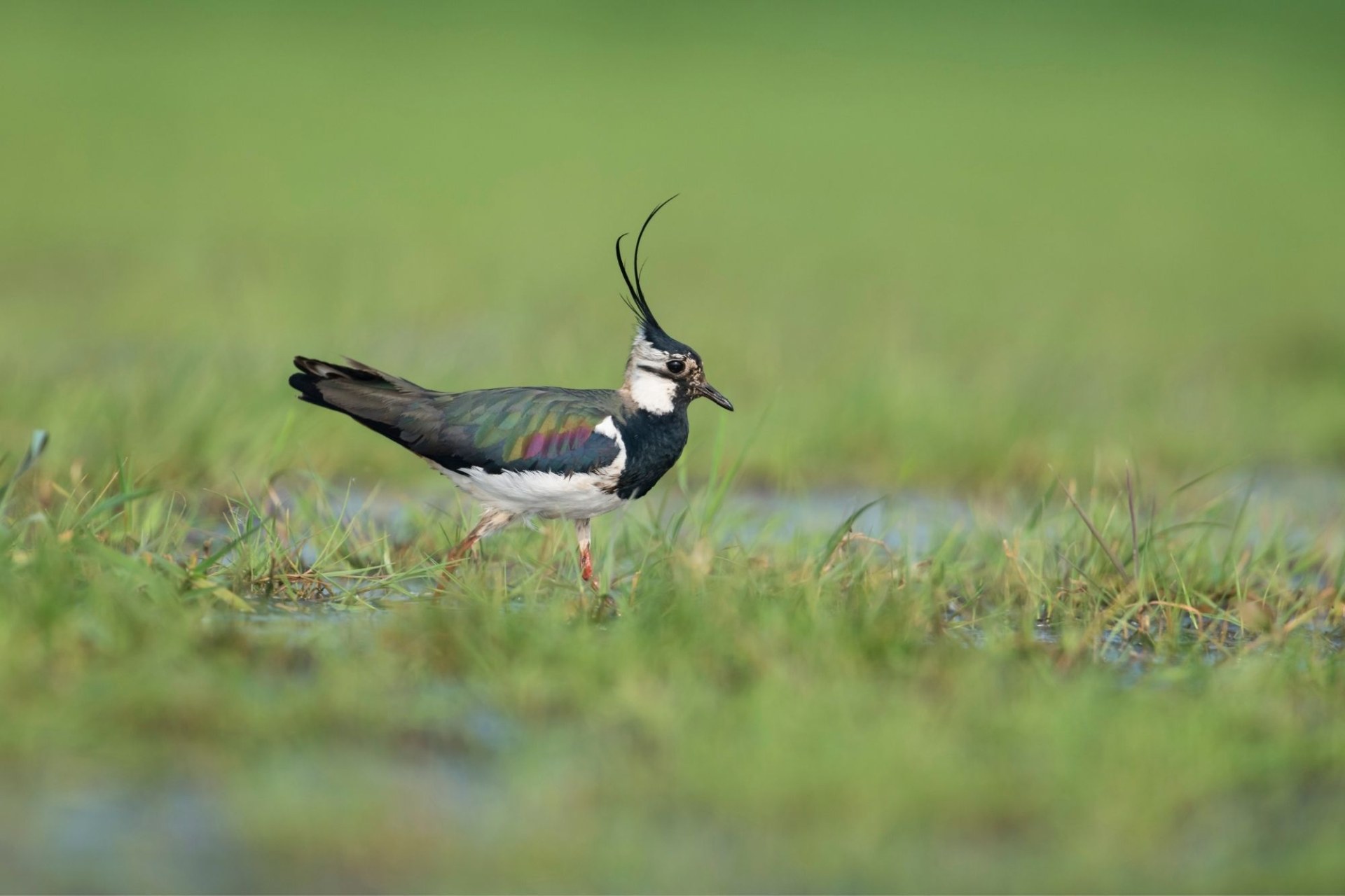 Kiebitz | © Bosch Christoph