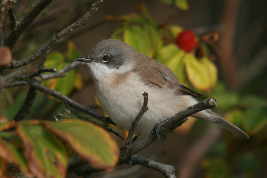 Klappergrasmücke auf einem Zweig | © Dr. Christoph Moning