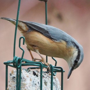 Kleiber am Futterblock | © Antje Geigenberger