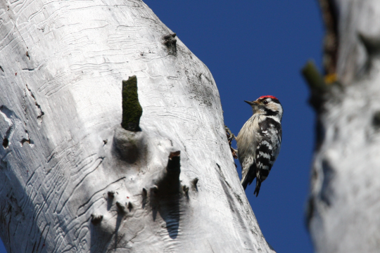 Kleinspecht an einem weißen Baumstamm |  © Zdenek Tunka