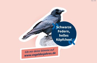 Kolkrabe – Schwarze Federn, helles Köpfchen! | © L. Kihl