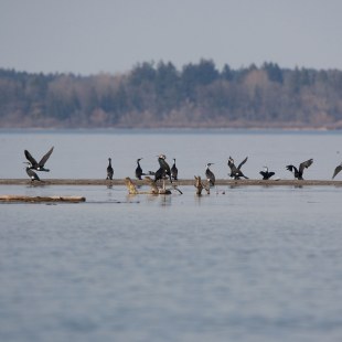 Viele Kormorane an einem See | © Andreas Hartl