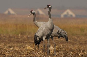 Zwei Kraniche stehen nebeneinander auf einem Feld | © Zdenek Tunka