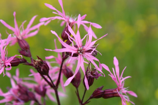 Kuckuckslichtnelke | © Carola Bria