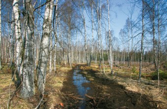 LBV Schutzgebiet Bischofsreut mit vielen Birken | © Julia Römheld