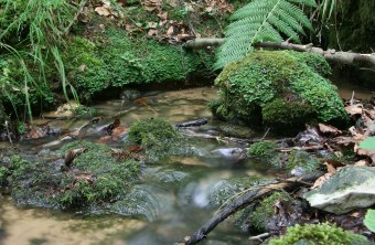 Quelle in einem LBV-Schutzgebiet  | © Julia Römheld