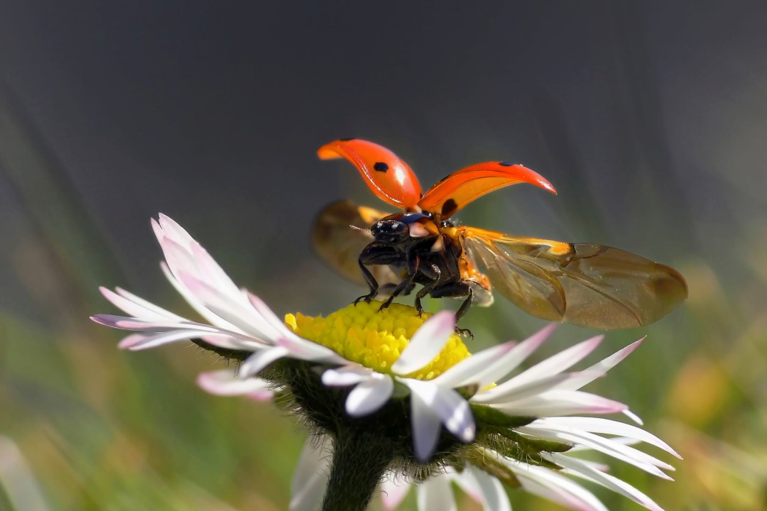 Marienkäfer | © Andreas Giessler
