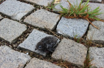 Junger Mauersegler auf dem Boden | © A. Meier-Donata