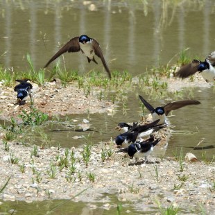 Mehlschwalben suchen in Pfützen nach Nistmaterial | © Tino Dietrich