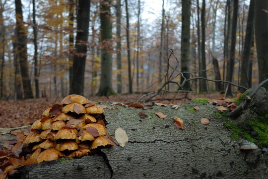 Totholz im Spessart | © Dr. Eberhard Pfeuffer