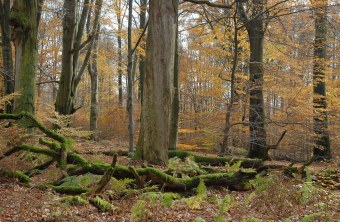 Buchenwald im Spessart | © Dr. Eberhard Pfeuffer