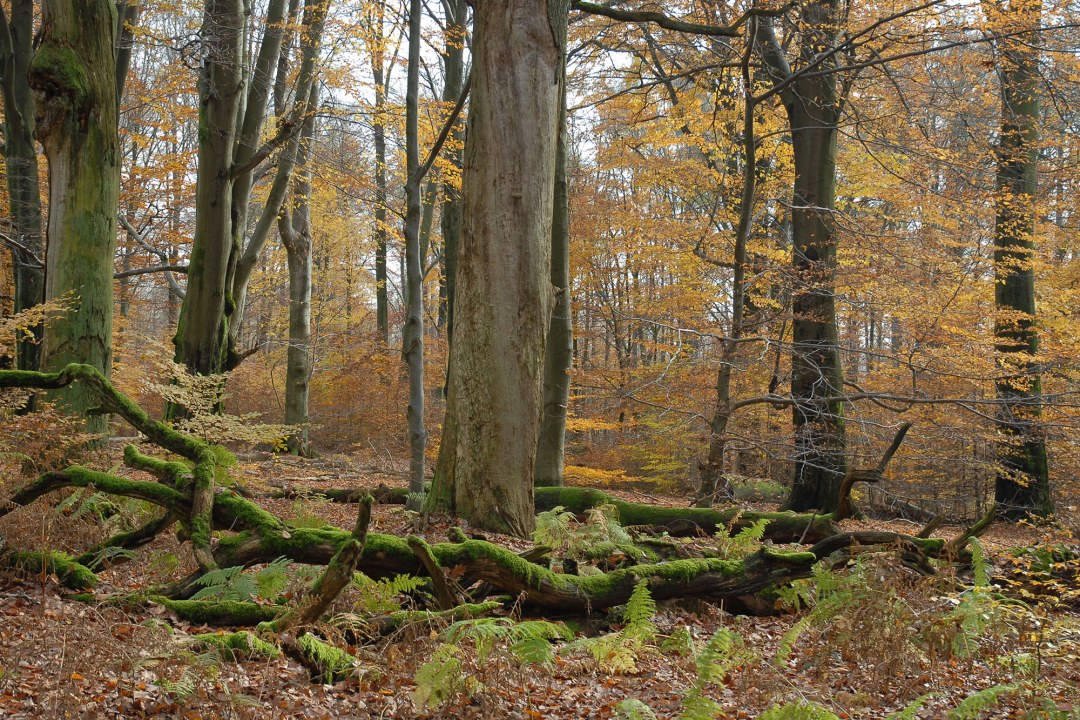 Buchenwald im Spessart | © Dr. Eberhard Pfeuffer
