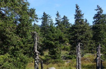 Natürlicher Fichtenwald | © Bernd Raab