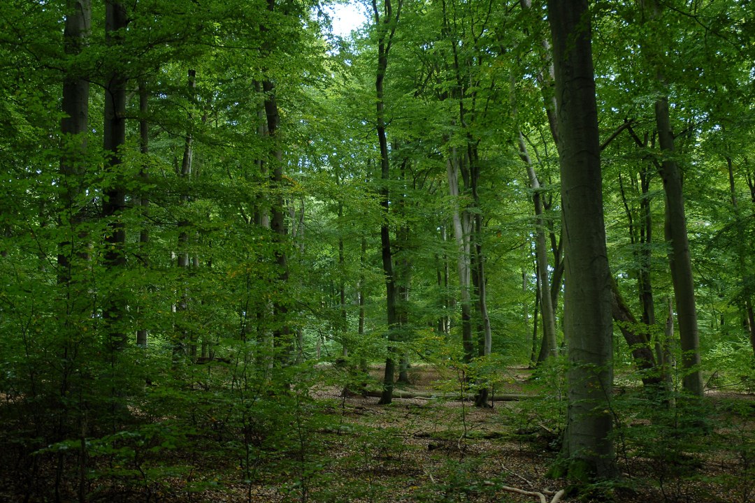 Naturnaher Buchenwald in der Rhön | © Eberhard Pfeuffer