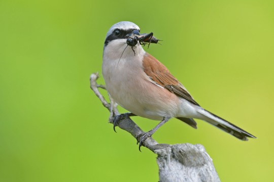 Neuntöter mit Beute im Schnabel | © Herbert Henderkes